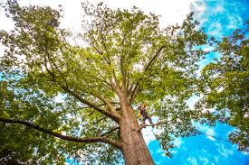  Lucedale, MS Tree Care Pros